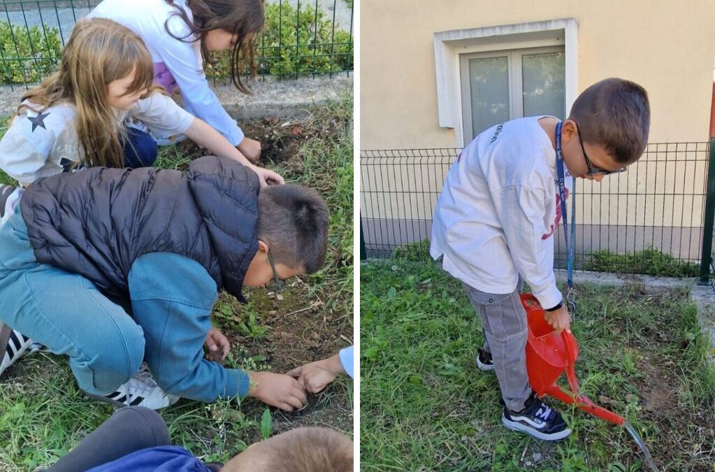 SADNJA LUKOVICA PERUNIKE – EKO AKTIVNOST UČENIKA 2.E RAZREDA
