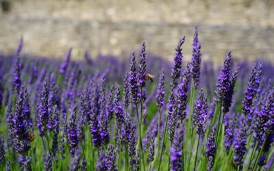 LAVENDER