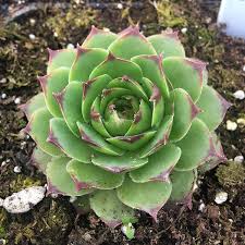 HOUSELEEK